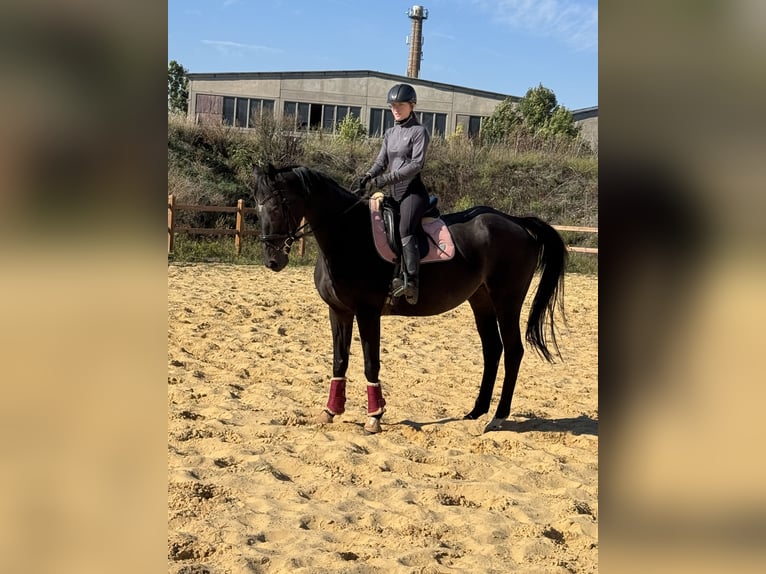 Other Thoroughbred Breeds Gelding 7 years 16,1 hh Smoky-Black in Wegeleben
