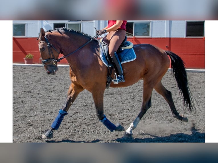 Other Thoroughbred Breeds Gelding 7 years 16,2 hh Bay in NAVAS DE MADRONO