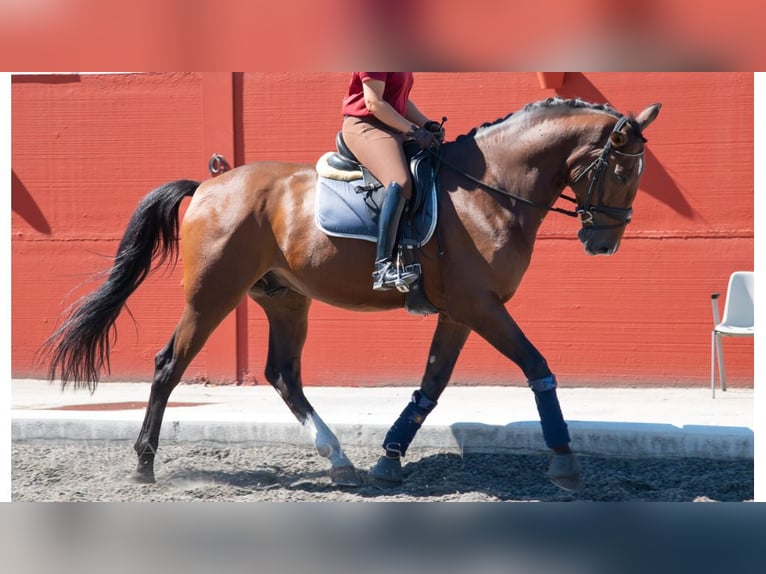 Other Thoroughbred Breeds Gelding 7 years 16,2 hh Bay in NAVAS DE MADRONO