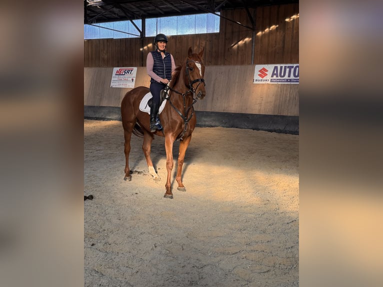 Other Thoroughbred Breeds Gelding 7 years 16,2 hh Chestnut-Red in Wegeleben