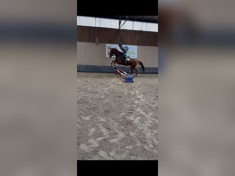 Other Thoroughbred Breeds Gelding 7 years 16,2 hh Chestnut-Red in Wegeleben