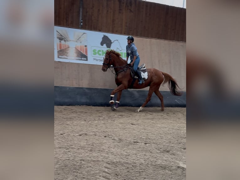 Other Thoroughbred Breeds Gelding 7 years 16,2 hh Chestnut-Red in Wegeleben