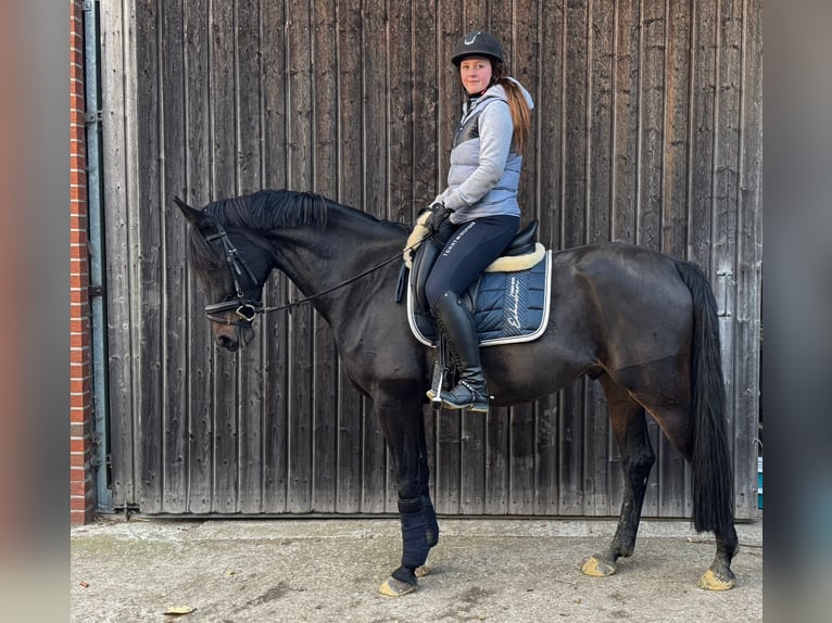 Other Thoroughbred Breeds Gelding 7 years 16 hh Bay-Dark in Lüdinghausen