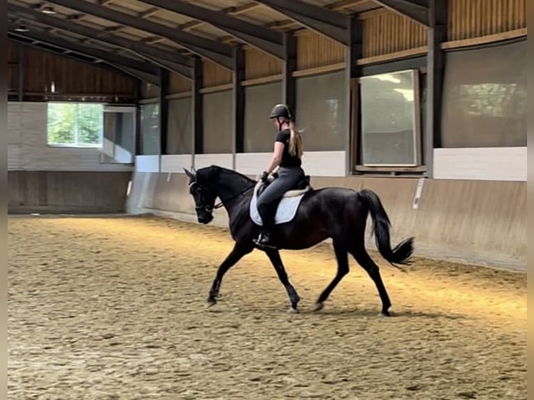 Other Thoroughbred Breeds Gelding 7 years 16 hh Bay-Dark in Lüdinghausen