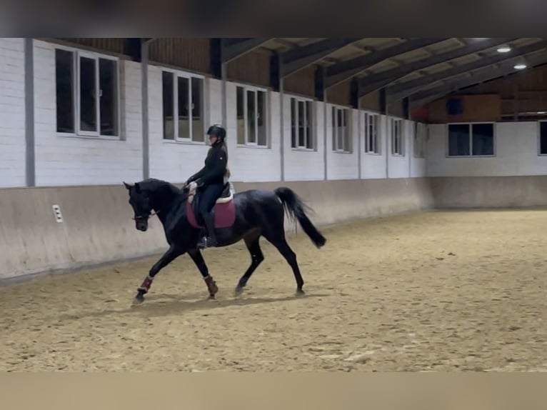 Other Thoroughbred Breeds Gelding 7 years 16 hh Bay-Dark in Lüdinghausen