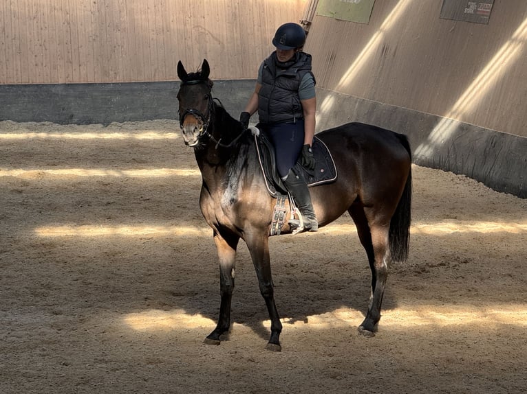 Other Thoroughbred Breeds Gelding 7 years 16,1 hh Brown in Wegeleben