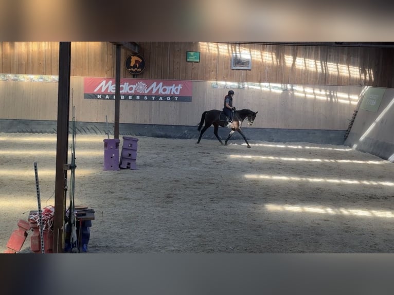 Other Thoroughbred Breeds Gelding 7 years 16,1 hh Brown in Wegeleben