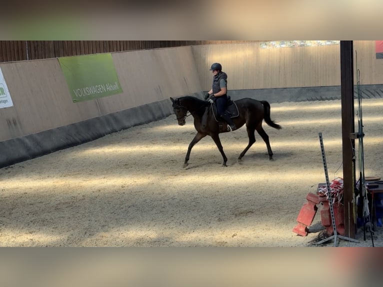 Other Thoroughbred Breeds Gelding 7 years 16,1 hh Brown in Wegeleben
