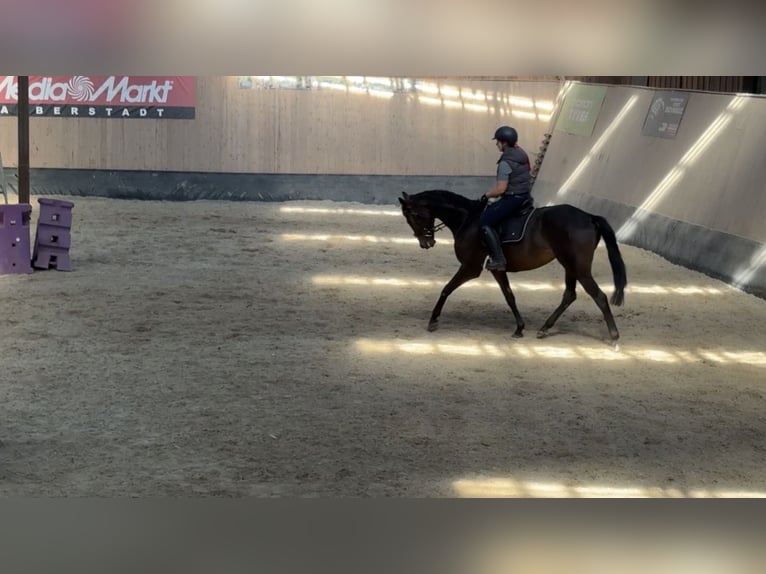 Other Thoroughbred Breeds Gelding 7 years 16,1 hh Brown in Wegeleben