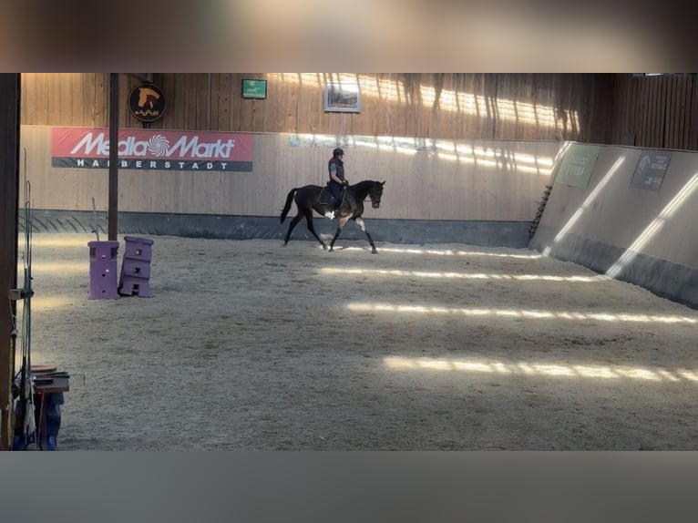 Other Thoroughbred Breeds Gelding 7 years 16,1 hh Brown in Wegeleben