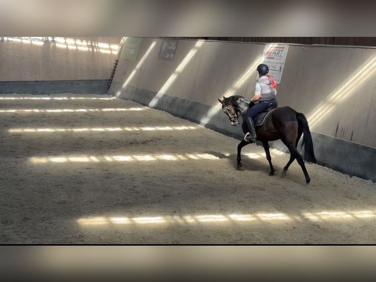 Other Thoroughbred Breeds Gelding 7 years 16,1 hh Brown in Wegeleben