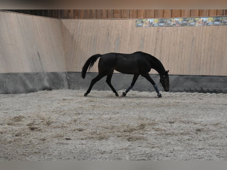 Other Thoroughbred Breeds Gelding 7 years 16,1 hh Brown in Wegeleben