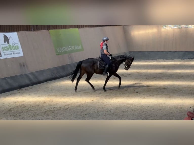 Other Thoroughbred Breeds Gelding 7 years 16,1 hh Brown in Wegeleben