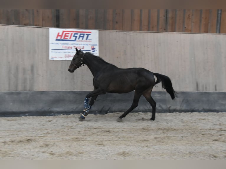 Other Thoroughbred Breeds Gelding 7 years 16,1 hh Brown in Wegeleben