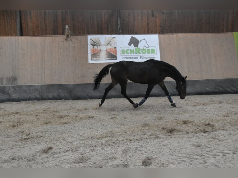 Other Thoroughbred Breeds Gelding 7 years 16,1 hh Brown in Wegeleben