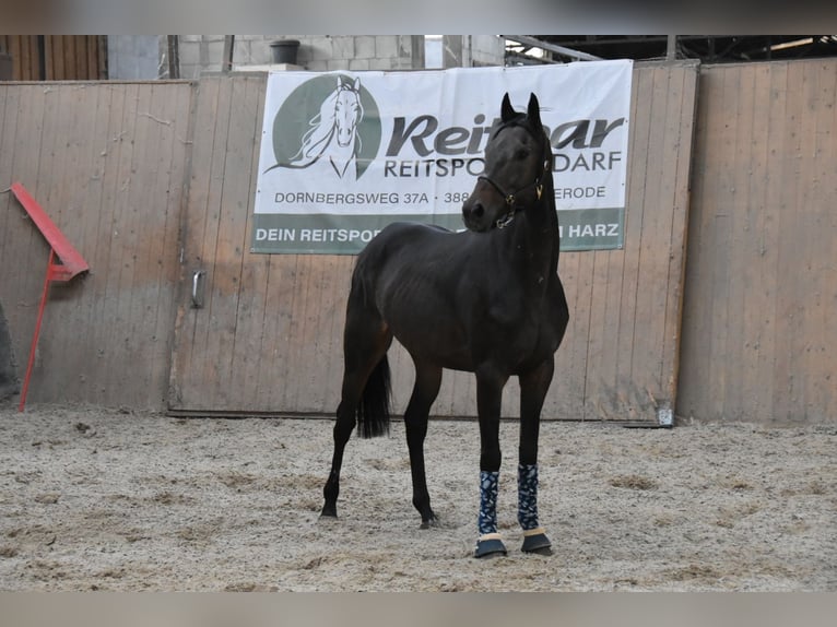 Other Thoroughbred Breeds Gelding 7 years 16,1 hh Brown in Wegeleben