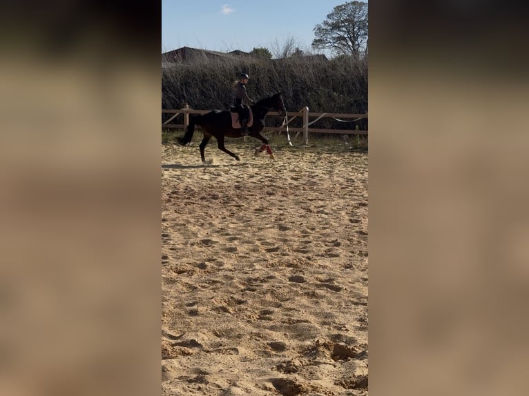 Other Thoroughbred Breeds Gelding 7 years 16,1 hh Smoky-Black in Wegeleben