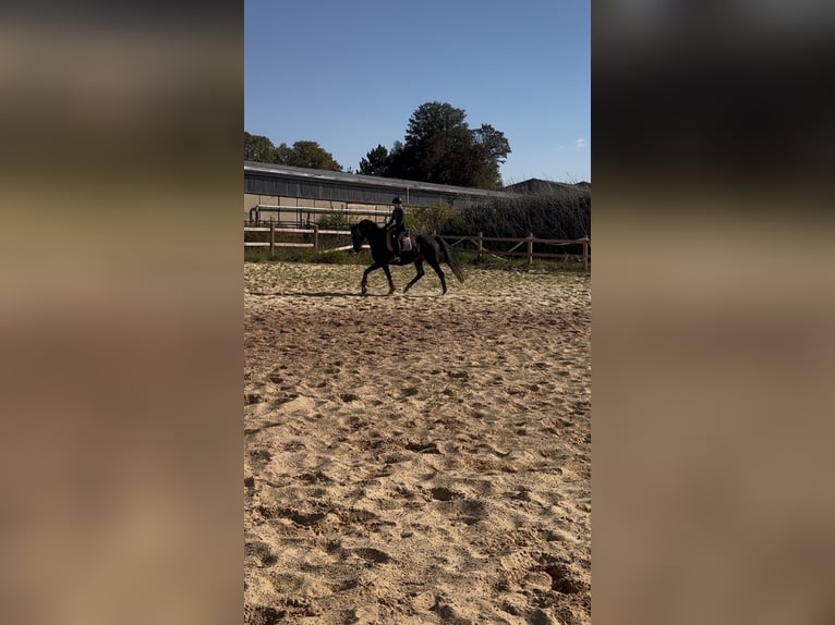 Other Thoroughbred Breeds Gelding 7 years 16,1 hh Smoky-Black in Wegeleben