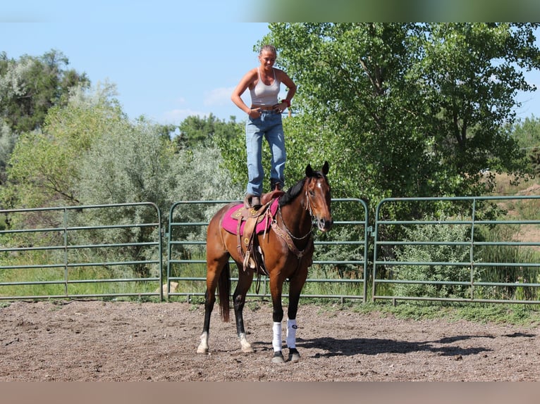 Other Thoroughbred Breeds Gelding 7 years 16,2 hh Bay in Fort Collins, CO