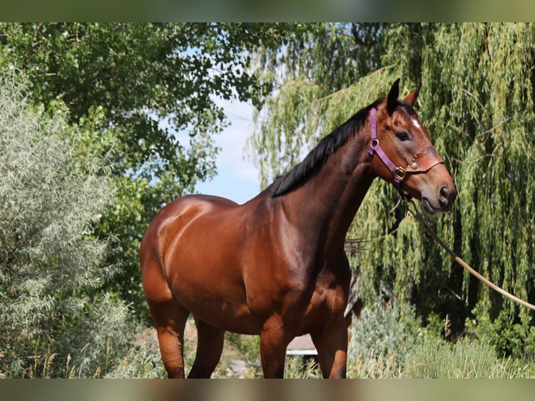 Other Thoroughbred Breeds Gelding 7 years 16,2 hh Bay in Fort Collins, CO