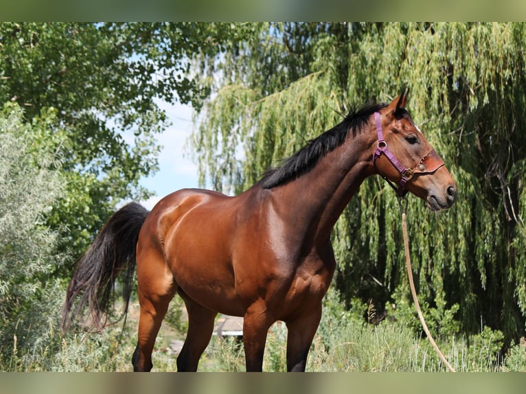 Other Thoroughbred Breeds Gelding 7 years 16,2 hh Bay in Fort Collins, CO