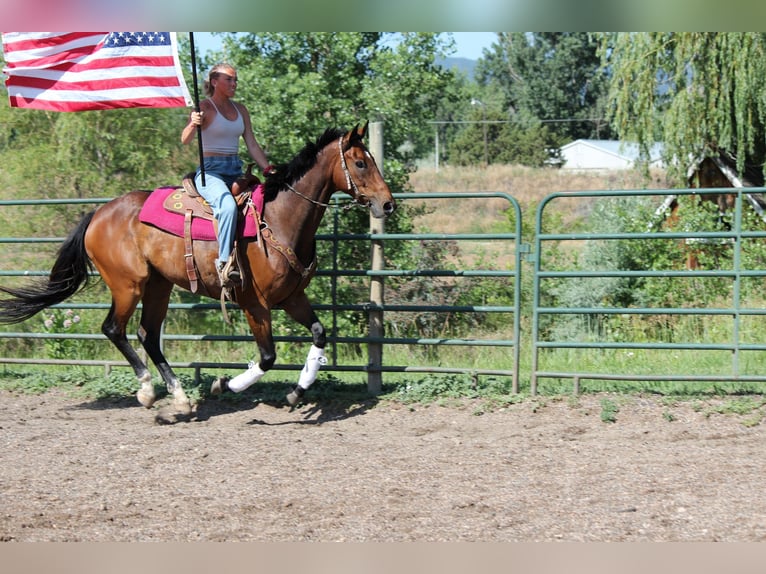 Other Thoroughbred Breeds Gelding 7 years 16,2 hh Bay in Fort Collins, CO