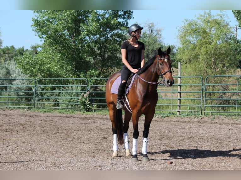 Other Thoroughbred Breeds Gelding 7 years 16,2 hh Bay in Fort Collins, CO