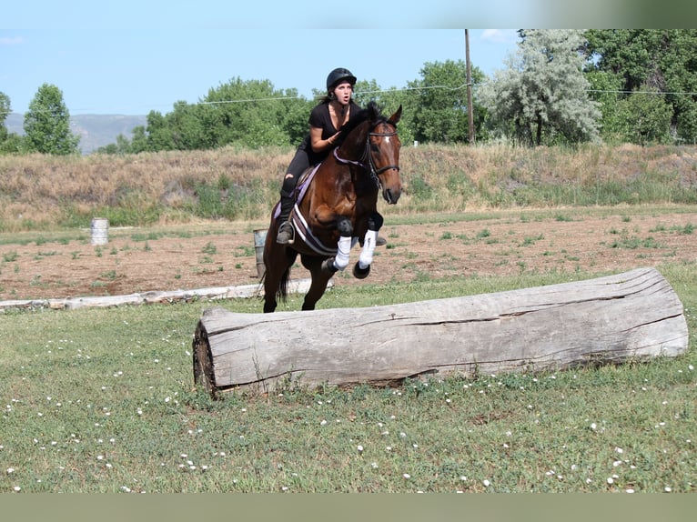 Other Thoroughbred Breeds Gelding 7 years 16,2 hh Bay in Fort Collins, CO