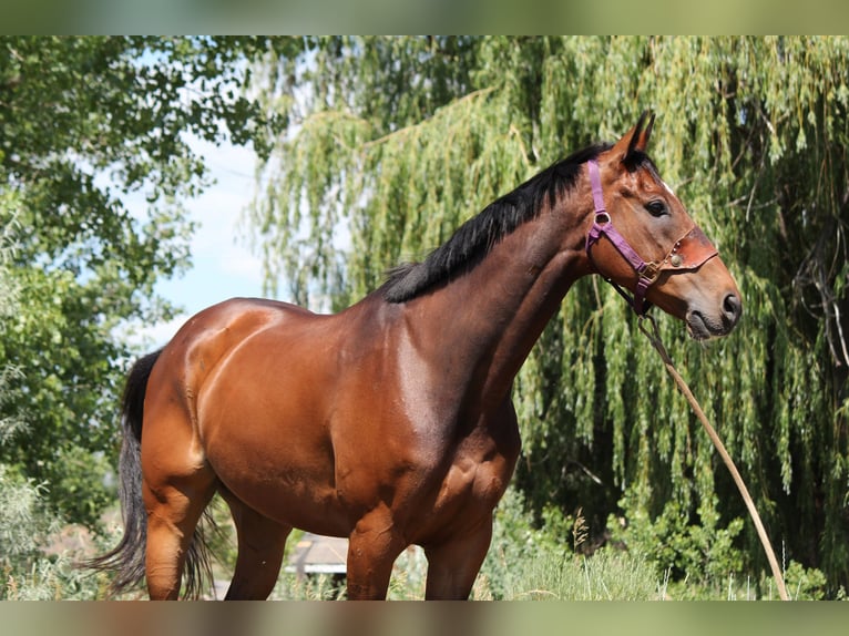 Other Thoroughbred Breeds Gelding 7 years 16,2 hh Bay in Fort Collins, CO