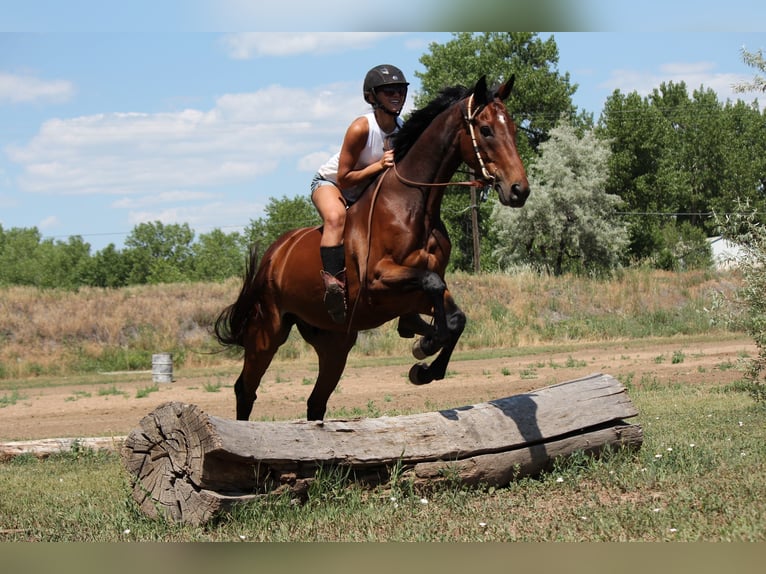 Other Thoroughbred Breeds Gelding 7 years 16,2 hh Bay in Fort Collins, CO