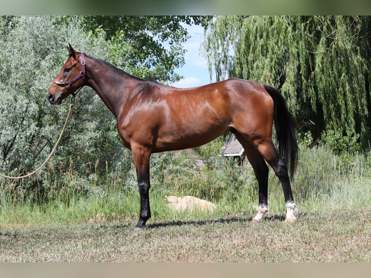 Other Thoroughbred Breeds Gelding 7 years 16,2 hh Bay in Fort Collins, CO