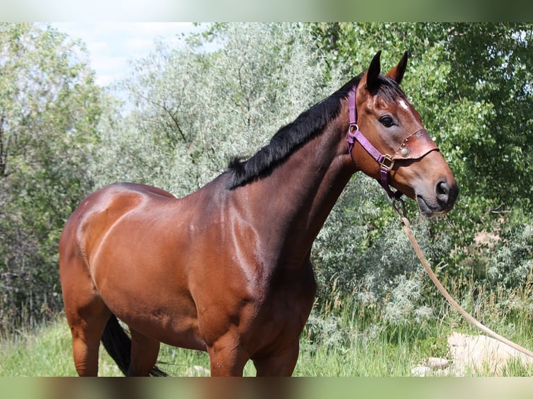 Other Thoroughbred Breeds Gelding 7 years 16,2 hh Bay in Fort Collins, CO
