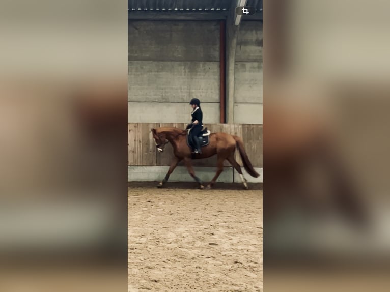 Other Thoroughbred Breeds Gelding 8 years 15.2 hh Sorrel in Geluwe
