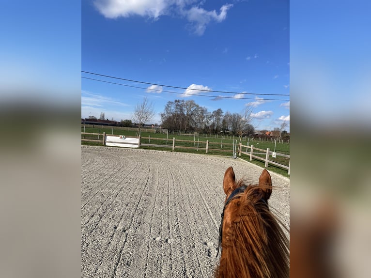 Other Thoroughbred Breeds Gelding 8 years 15.2 hh Sorrel in Geluwe