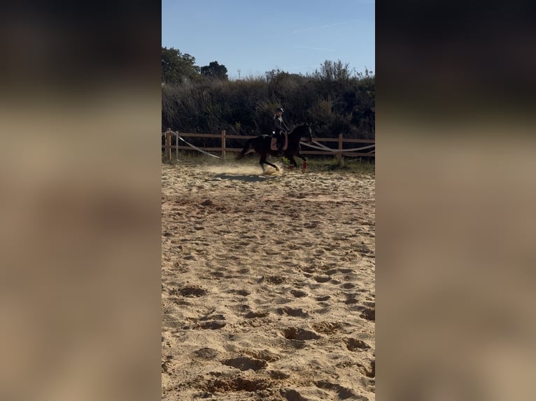 Other Thoroughbred Breeds Gelding 8 years 16.1 hh Smoky-Black in Wegeleben