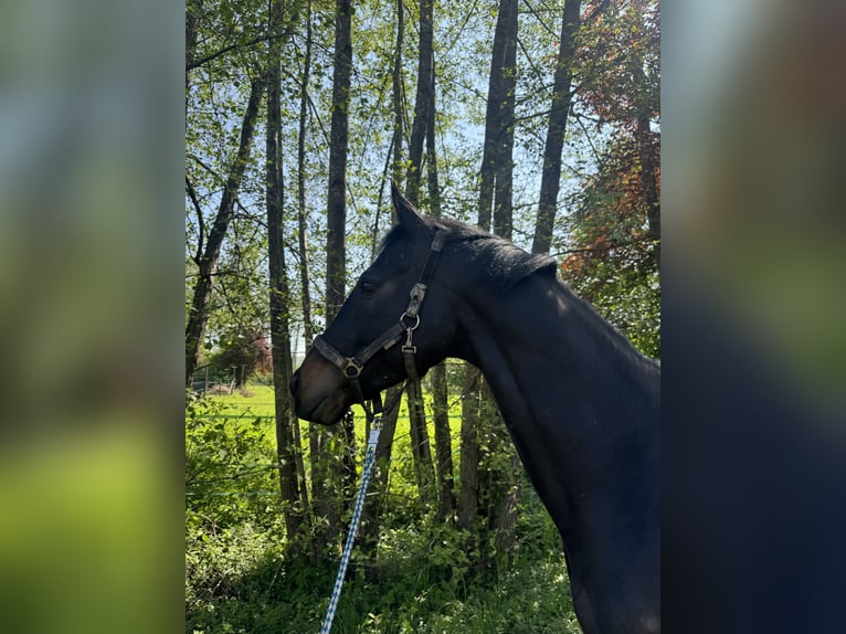 Other Thoroughbred Breeds Gelding 8 years 16.1 hh Smoky-Black in Bruchsal