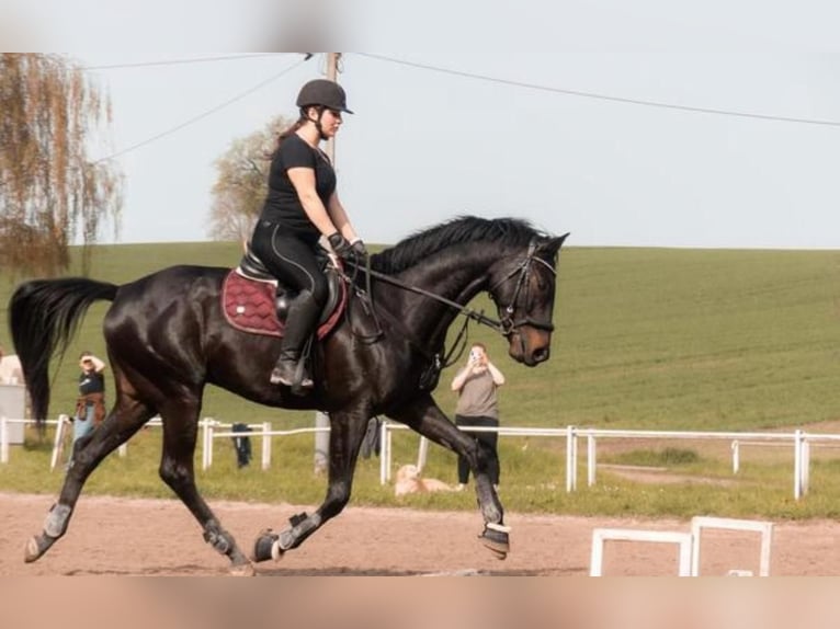 Other Thoroughbred Breeds Gelding 8 years 16.1 hh Smoky-Black in Bruchsal