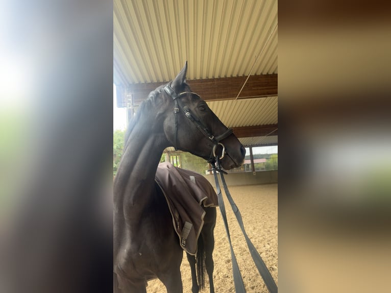 Other Thoroughbred Breeds Gelding 8 years 16.1 hh Smoky-Black in Bruchsal