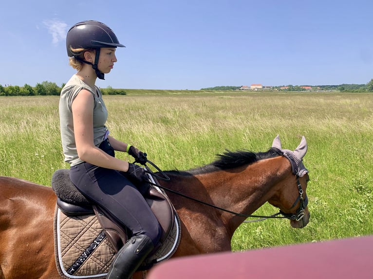Other Thoroughbred Breeds Gelding 8 years 16 hh Brown in Pelmberg