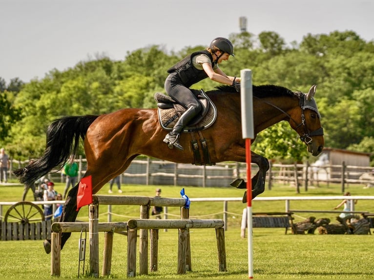 Other Thoroughbred Breeds Gelding 8 years 16 hh Brown in Pelmberg