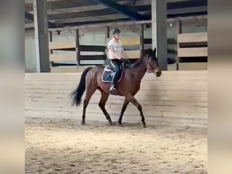 Other Thoroughbred Breeds Gelding 8 years 16 hh Brown in Pelmberg