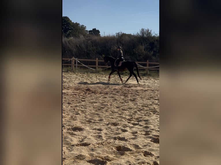 Other Thoroughbred Breeds Gelding 8 years 16,1 hh Smoky-Black in Wegeleben