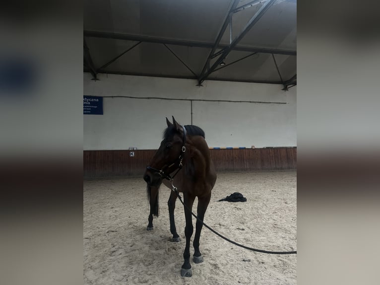 Other Thoroughbred Breeds Gelding 8 years 17 hh Bay in Niepolomice