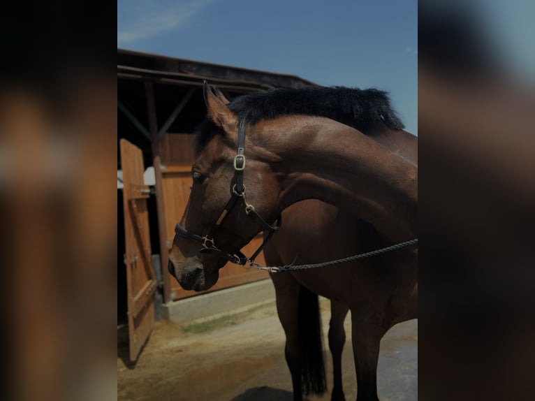 Other Thoroughbred Breeds Gelding 8 years 17 hh Bay in Niepolomice