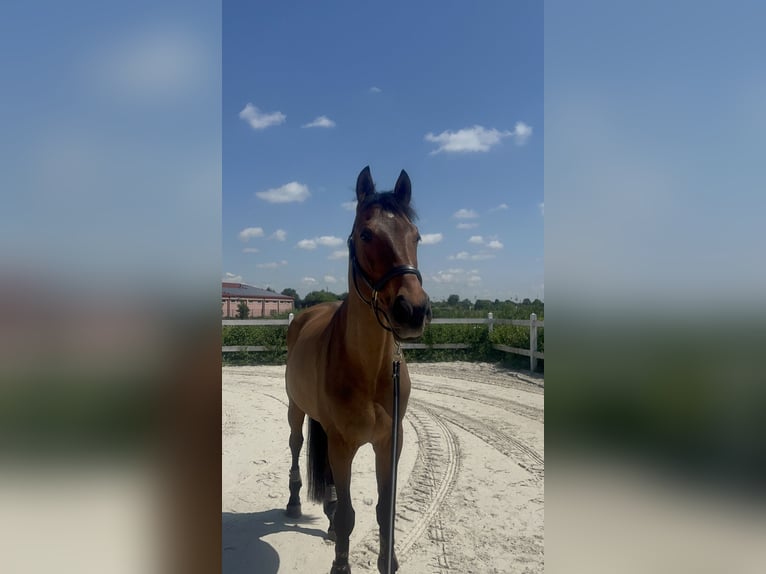 Other Thoroughbred Breeds Gelding 8 years 17 hh Bay in Niepolomice