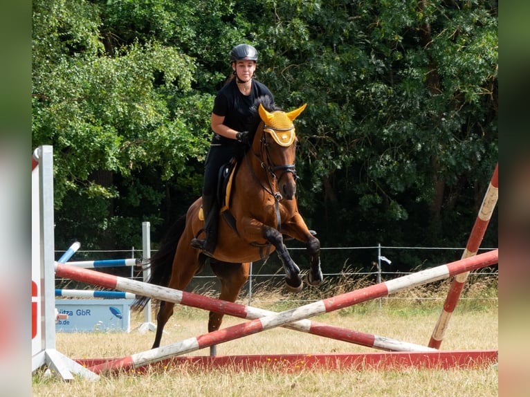 Other Thoroughbred Breeds Gelding 9 years 15.1 hh Brown in Dinkelsbühl