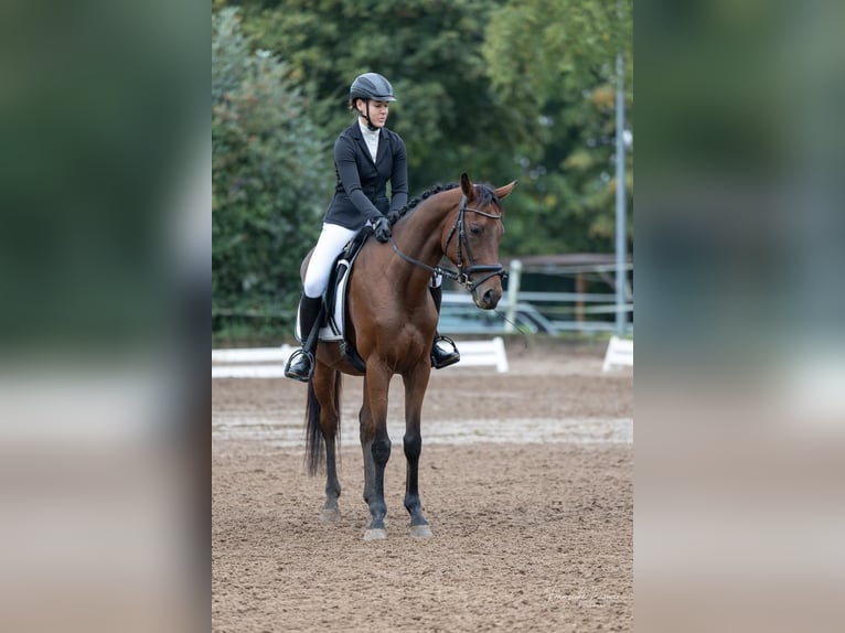 Other Thoroughbred Breeds Gelding 9 years 15.1 hh Brown in Dinkelsbühl