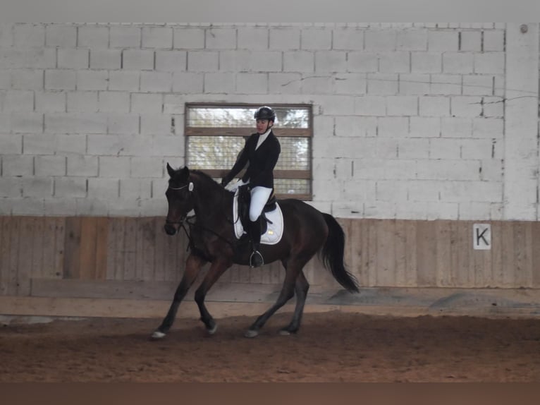 Other Thoroughbred Breeds Gelding 9 years 15,1 hh Brown in Dinkelsbühl