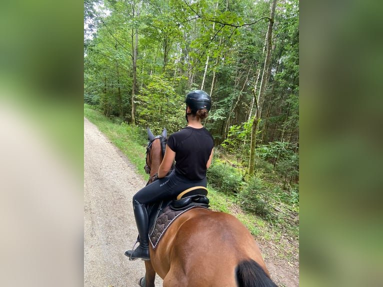 Other Thoroughbred Breeds Gelding 9 years 15,1 hh Brown in Dinkelsbühl