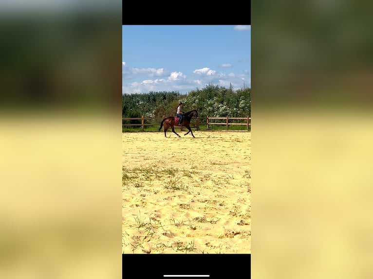 Other Thoroughbred Breeds Gelding 9 years 16,1 hh Brown in Wegeleben